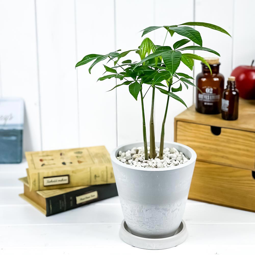 PLANCHU 観葉植物 パキラ ストレート 5号樹脂鉢 ホワイト サスティー付き 受け皿付き 育て方説明書付き Pachira glabra 発財樹 実生