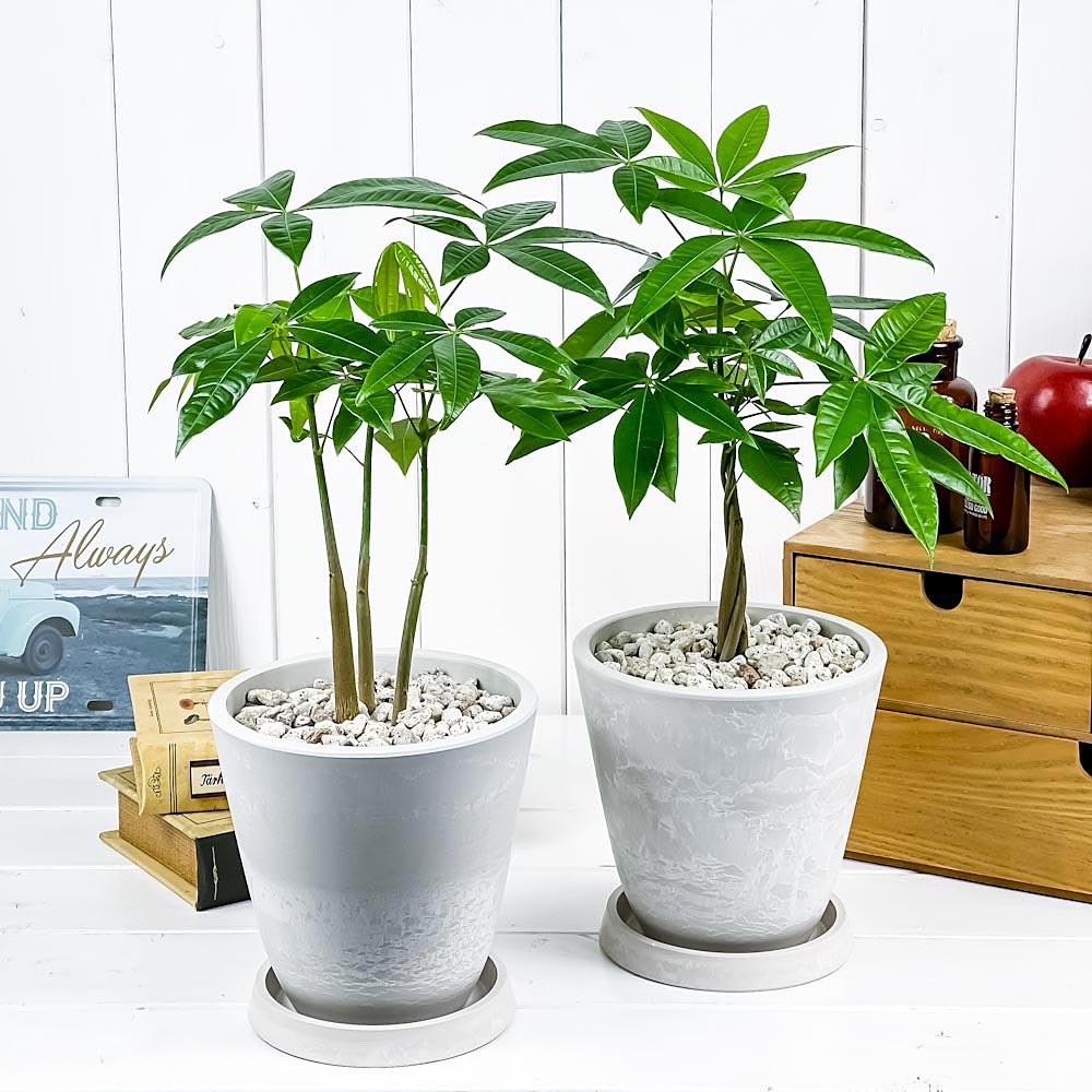 PLANCHU 観葉植物 パキラ ネジリ＆ストレート 2鉢セット 5号樹脂鉢 ホワイト サスティー付き 受け皿付き 育て方説明書付き Pachira glabra 発財樹 実生