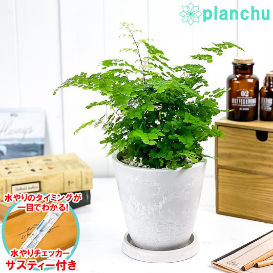 PLANCHU 観葉植物 アジアンタム フリッツルーシー 5号樹脂鉢 ホワイト サスティー付き 受け皿付き 育て方説明書付き Adiantum raddianum ‘Fritz Luthi’ シダ