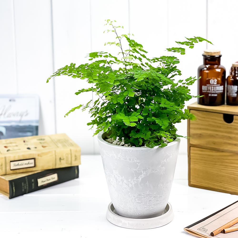 PLANCHU 観葉植物 アジアンタム フリッツルーシー 5号樹脂鉢 ホワイト サスティー付き 受け皿付き 育て方説明書付き Adiantum raddianum ‘Fritz Luthi’ シダ植物