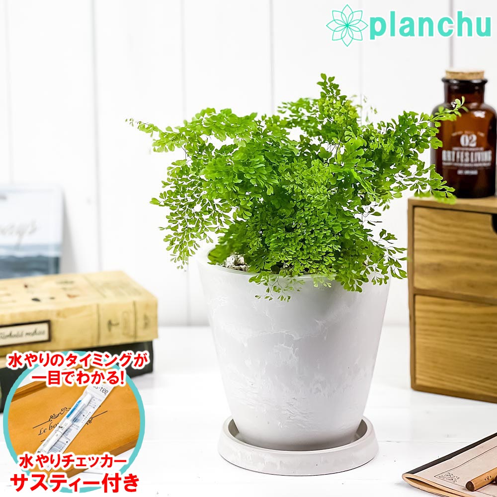 PLANCHU 観葉植物 アジアンタム ミクロフィラム 5号樹脂鉢 ホワイト サスティー付き 受け皿付き 育て方説明書付き ミクロピンヌルム シダ植物