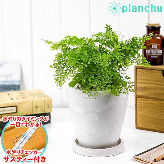 PLANCHU 観葉植物 アジアンタム ミクロフィラム 5号樹脂鉢 ホワイト サスティー付き 受け皿付き 育て方説明書付き ミクロピンヌルム シダ植物