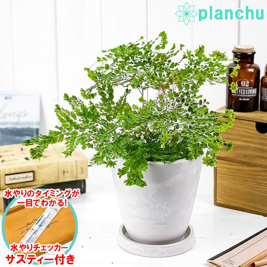 PLANCHU 観葉植物 アジアンタム ピーコック 5号樹脂鉢 ホワイト サスティー付き 受け皿付き 育て方説明書付き Adiantum tenerum ‘Peacock’ シダ植物 激レア品種