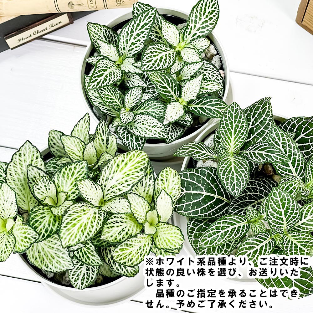 PLANCHU 観葉植物 フィットニア おまかせ ホワイト系 3.5号鉢 受け皿付き 育て方説明書付き Fittonia albivenis cv. アミメグサ