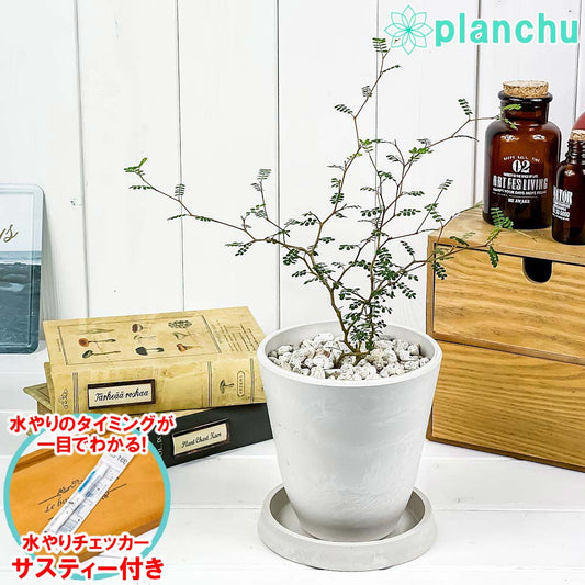 PLANCHU 観葉植物 メルヘンの木 ソフォラ リトルベイビー 4号樹脂鉢 ホワイト サスティー付き 受け皿付き 育て方説明書付き Sophora prostrata ‘Little Baby’