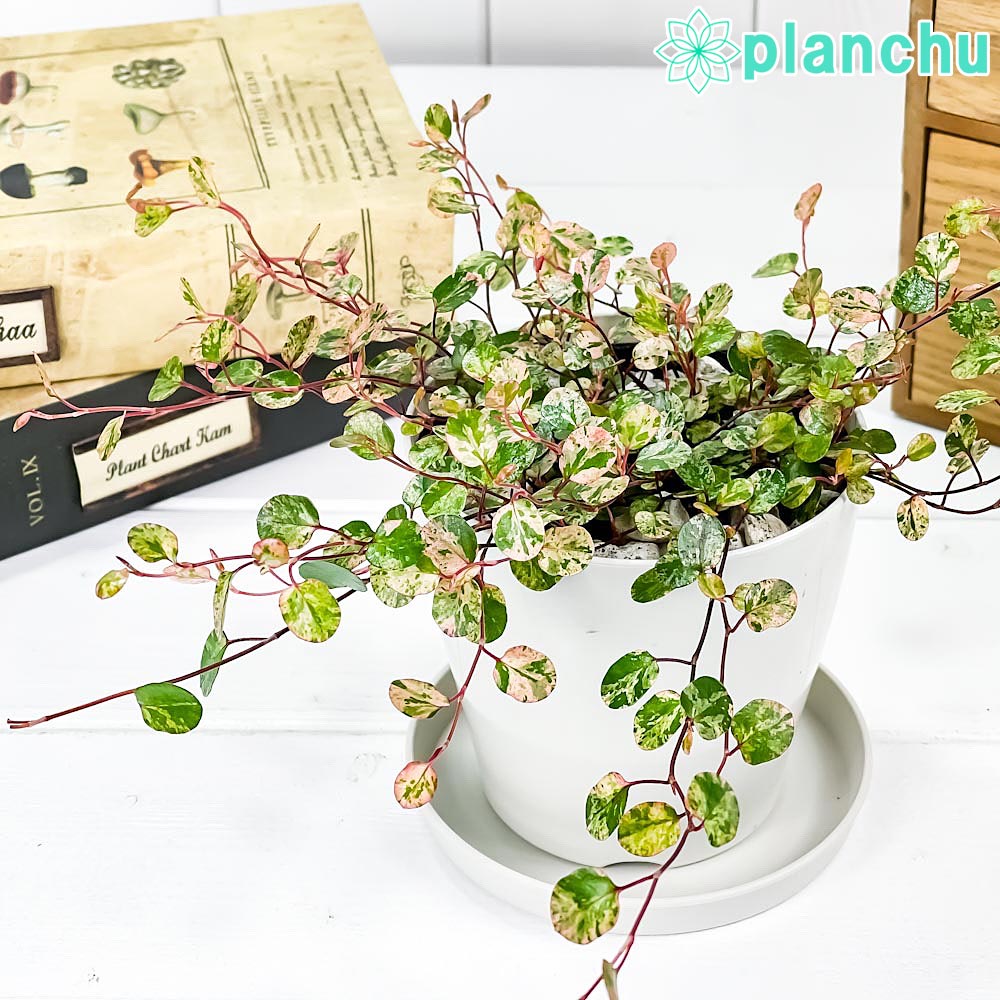 PLANCHU 観葉植物 ワイヤープランツ スポットライト 3.5号鉢 受け皿付き 育て方説明書付き Muehlenbeckia complexa ‘Spotlight’ ミューレンベッキア 斑入り