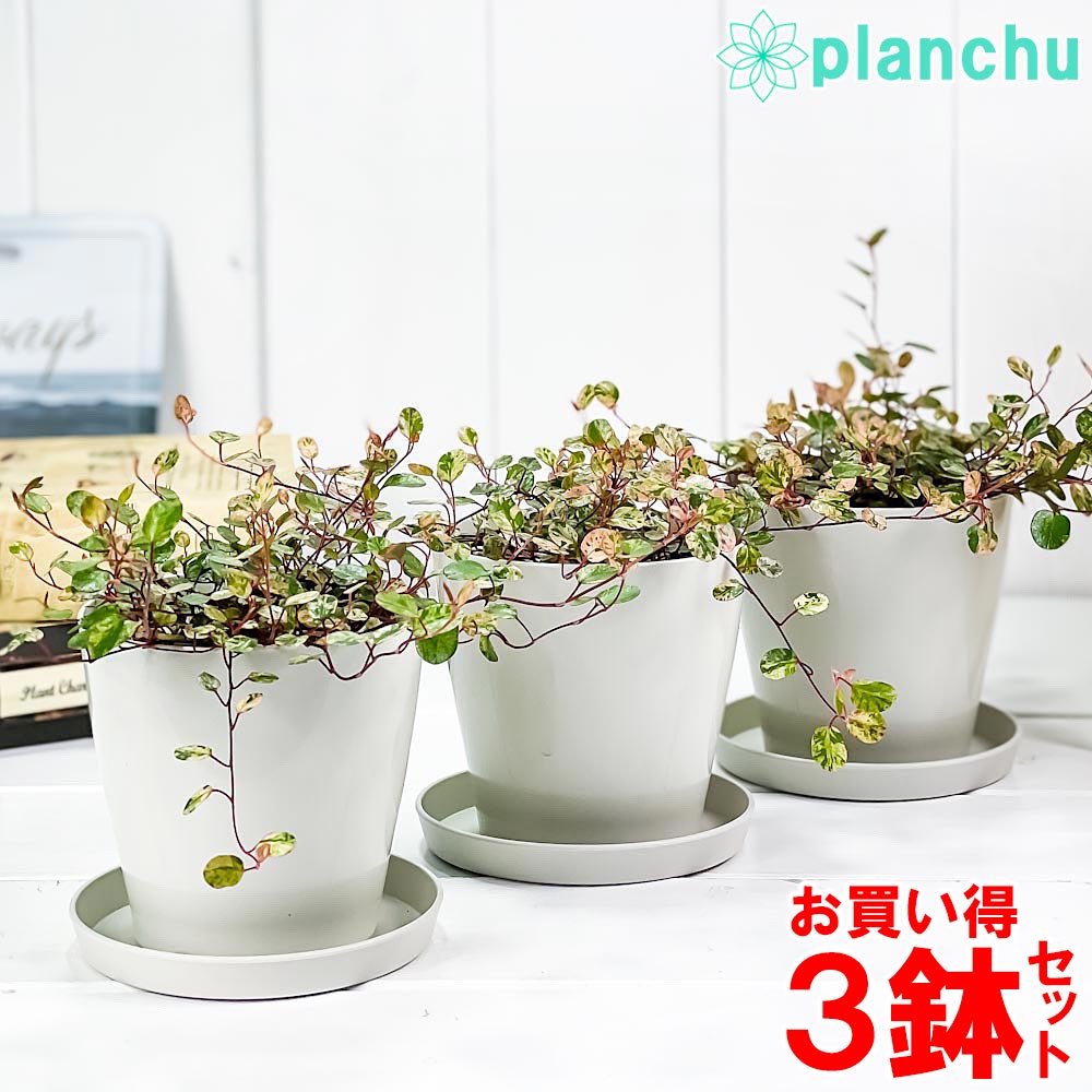 PLANCHU 観葉植物 ワイヤープランツ スポットライト 3.5号鉢 3鉢セット 受け皿付き 育て方説明書付き Muehlenbeckia ミューレンベッキア 斑入り