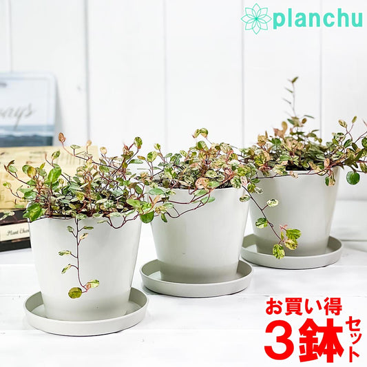 PLANCHU 観葉植物 ワイヤープランツ スポットライト 3.5号鉢 3鉢セット 受け皿付き 育て方説明書付き Muehlenbeckia ミューレンベッキア 斑入り