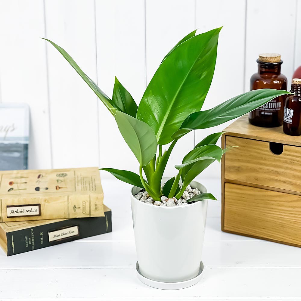 PLANCHU 観葉植物 フィロデンドロン インペリアルグリーン 4号鉢 受け皿付き 育て方説明書付き Philodendron ‘Imperial Green’ アロイド