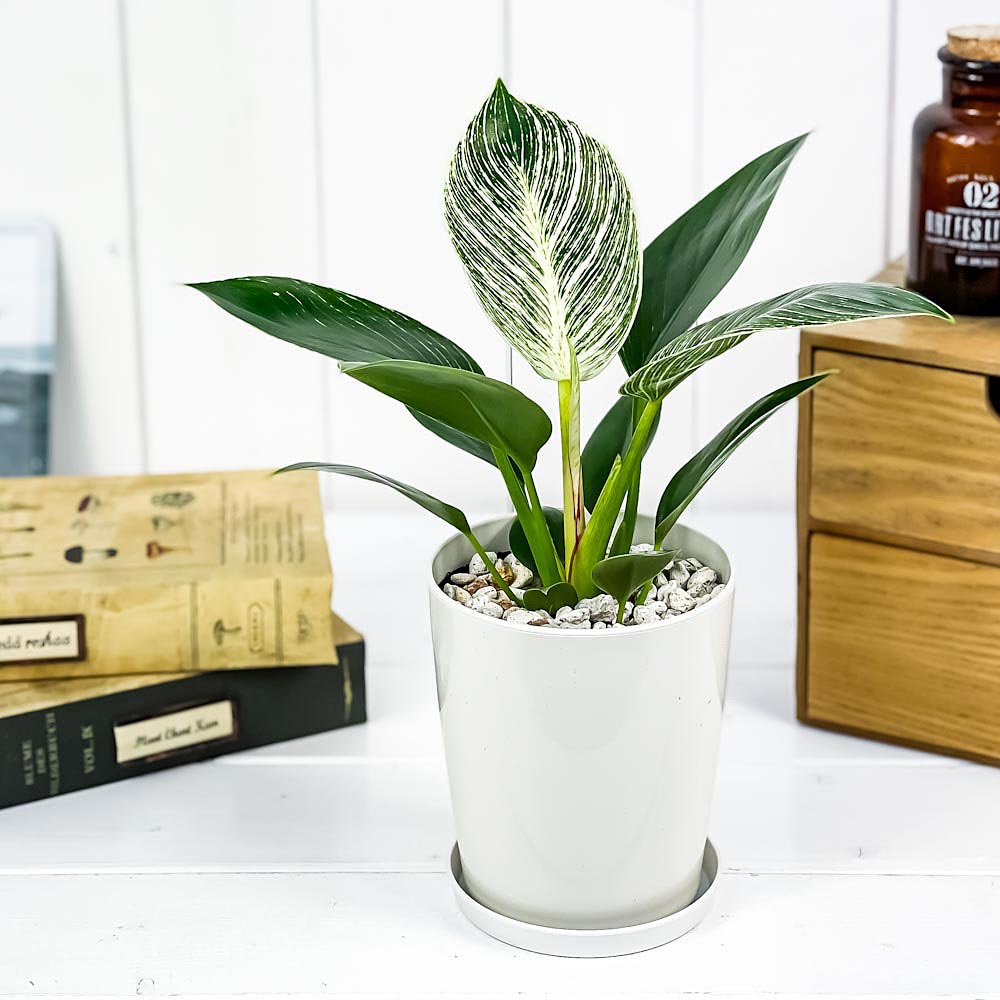 観葉植物 鉢付き フィロデンドロン ‘Kitna’ PLANCHU 観葉植物 フィロデンドロン バーキン 4号鉢 受け皿付き 育て方
