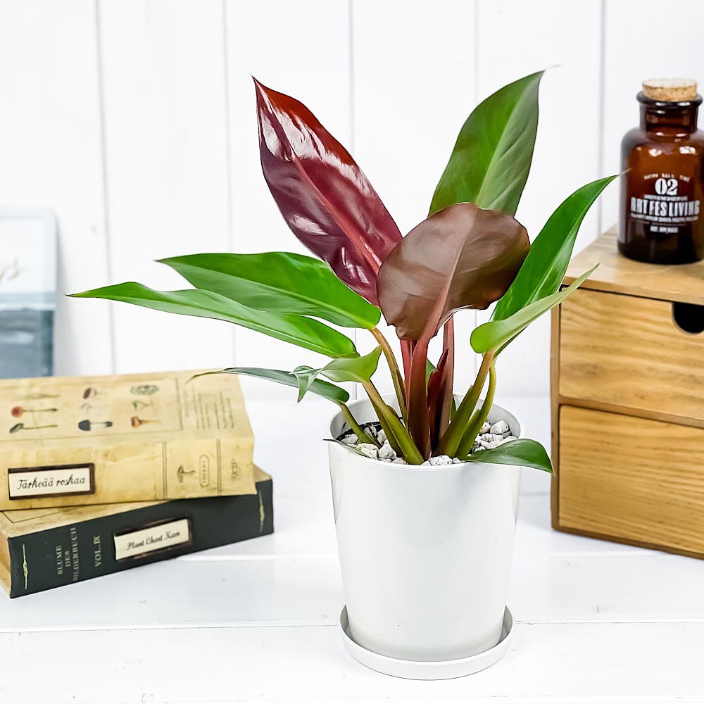 PLANCHU 観葉植物 フィロデンドロン サンレッド 4号鉢 受け皿付き 育て方説明書付き Philodendron ‘Sun Red’ アロイド