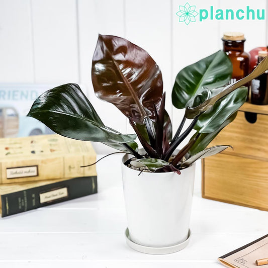 PLANCHU 観葉植物 フィロデンドロン ブラックカーディナル 4号鉢 受け皿付き 育て方説明書付き Philodendron ‘Black Cardinal’ アロイド