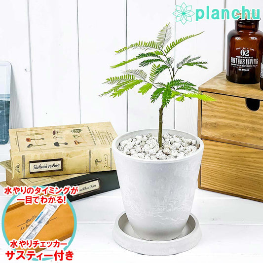 PLANCHU 観葉植物 エバーフレッシュ 4号樹脂鉢 ホワイト サスティー付き 受け皿付き 育て方説明書付き Cojoba arborea var. angustifolia ネムノキ