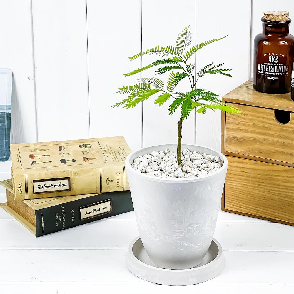 PLANCHU 観葉植物 エバーフレッシュ 4号樹脂鉢 ホワイト サスティー付き 受け皿付き 育て方説明書付き Cojoba arborea var. angustifolia ネムノキ