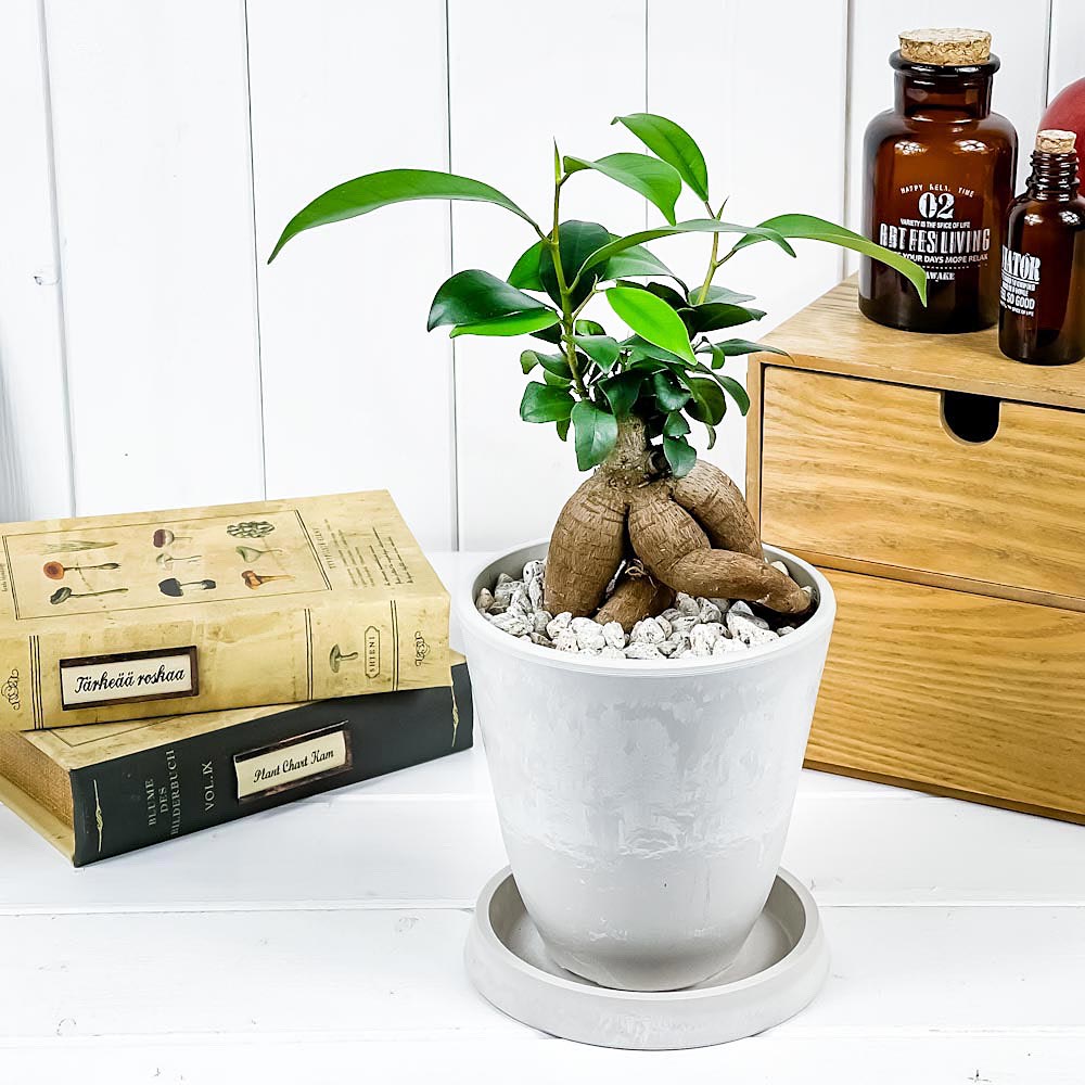 PLANCHU 観葉植物 ガジュマル 4号樹脂鉢 ホワイト サスティー付き