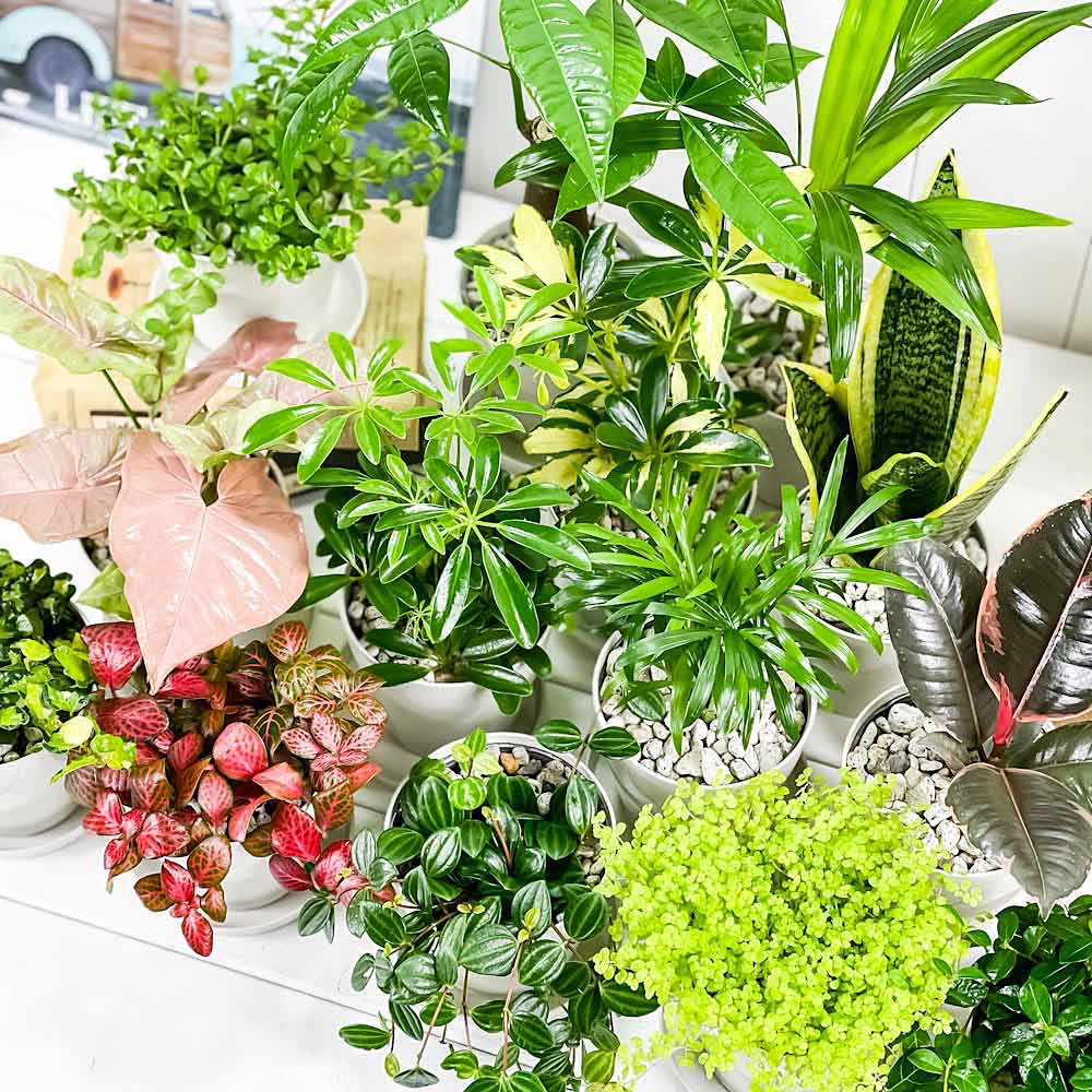 PLANCHU 観葉植物 お試しミニ観葉 3種セット 品種おまかせ 3.5号鉢 受け皿付き 育て方説明書付き