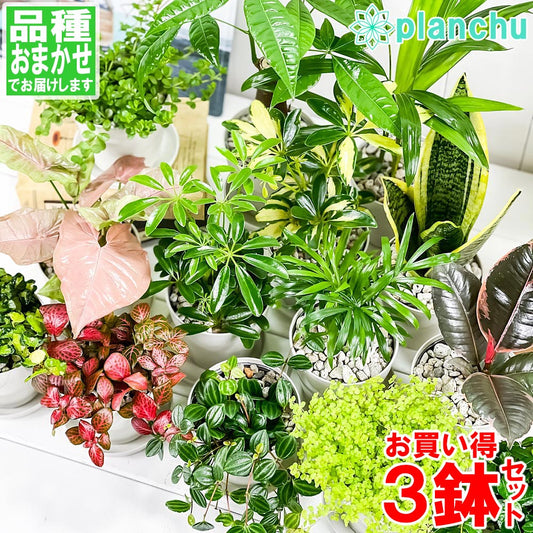 PLANCHU 観葉植物 お試しミニ観葉 3種セット 品種おまかせ 3.5号鉢 受け皿付き 育て方説明書付き