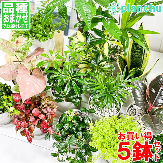 PLANCHU 観葉植物 お試しミニ観葉 5種セット 品種おまかせ 3.5号鉢 受け皿付き 育て方説明書付き