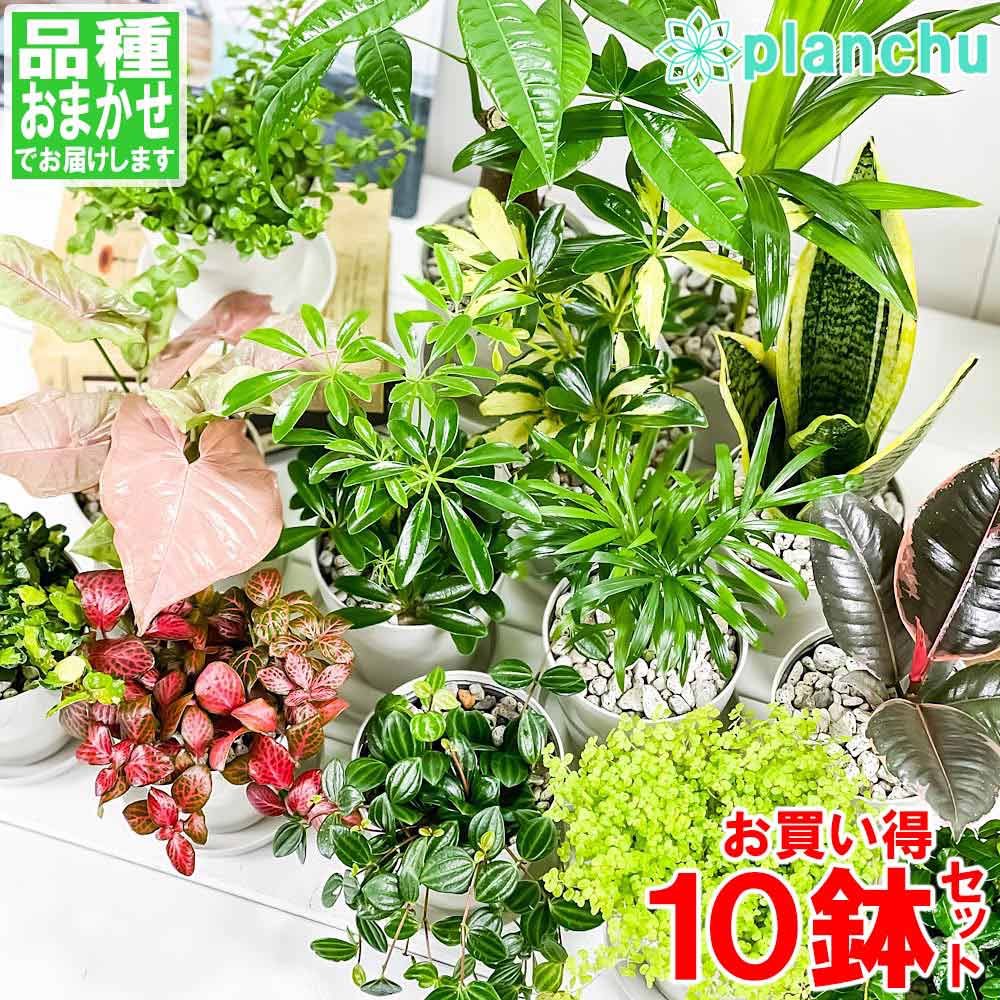 PLANCHU 観葉植物 お試しミニ観葉 10種セット 品種おまかせ 3.5号鉢 受け皿付き 育て方説明書付き