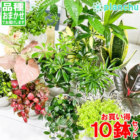 PLANCHU 観葉植物 お試しミニ観葉 10種セット 品種おまかせ 3.5号鉢 受け皿付き 育て方説明書付き