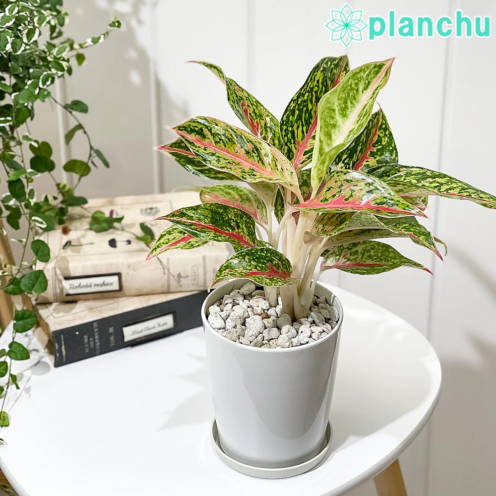 PLANCHU 観葉植物 アグラオネマ ナイトスパーク 4号鉢 受け皿付き 育て方説明書付き Aglaonema ‘Night Spark’ 幸せを招くタイの宝石 アロイド