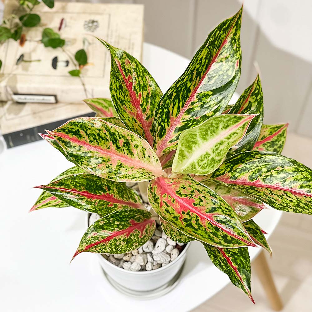 PLANCHU 観葉植物 アグラオネマ ナイトスパーク 4号鉢 受け皿付き 育て方説明書付き Aglaonema ‘Night Spark’ 幸せを招くタイの宝石 アロイド