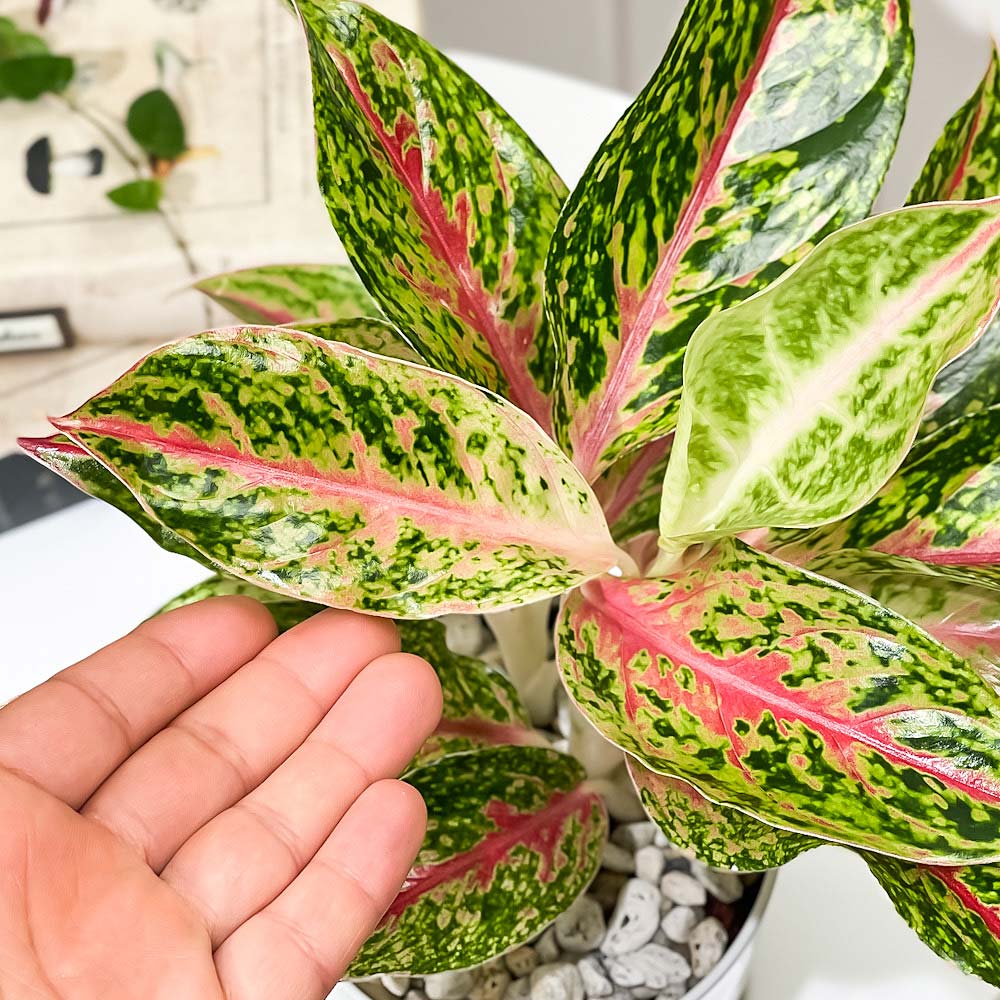 PLANCHU 観葉植物 アグラオネマ ナイトスパーク 4号鉢 受け皿付き 育て方説明書付き Aglaonema ‘Night Spark’ 幸せを招くタイの宝石 アロイド