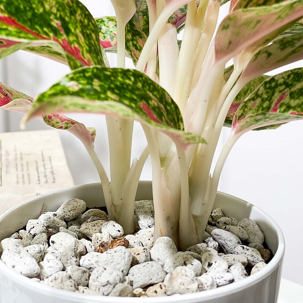 PLANCHU 観葉植物 アグラオネマ ナイトスパーク 4号鉢 受け皿付き 育て方説明書付き Aglaonema ‘Night Spark’ 幸せを招くタイの宝石 アロイド