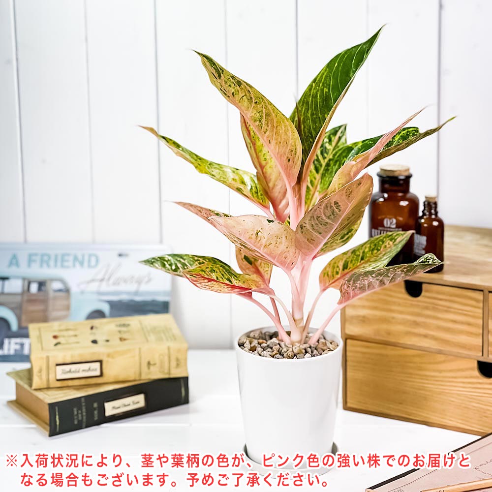 PLANCHU 観葉植物 アグラオネマ ナイトスパーク 4号鉢 受け皿付き 育て方説明書付き Aglaonema ‘Night Spark’ 幸せを招くタイの宝石 アロイド