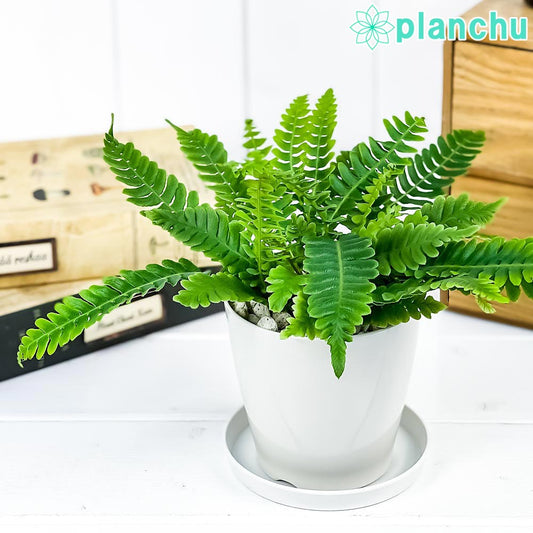 PLANCHU 観葉植物 ブレクナム スピカント 3.5号鉢 受け皿付き 育て方説明書付き Blechnum spicant シダ植物