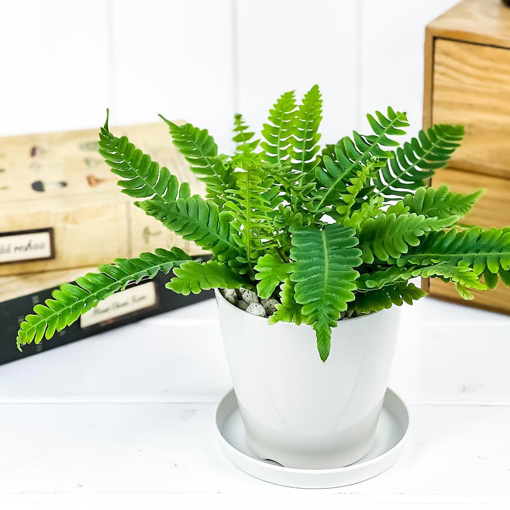 PLANCHU 観葉植物 ブレクナム スピカント 3.5号鉢 受け皿付き 育て方