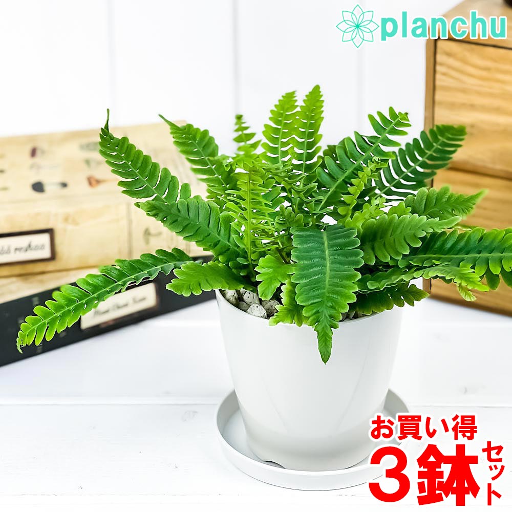 PLANCHU 観葉植物 ブレクナム スピカント 3.5号鉢 3鉢セット 受け皿付き 育て方説明書付き Blechnum spicant シダ