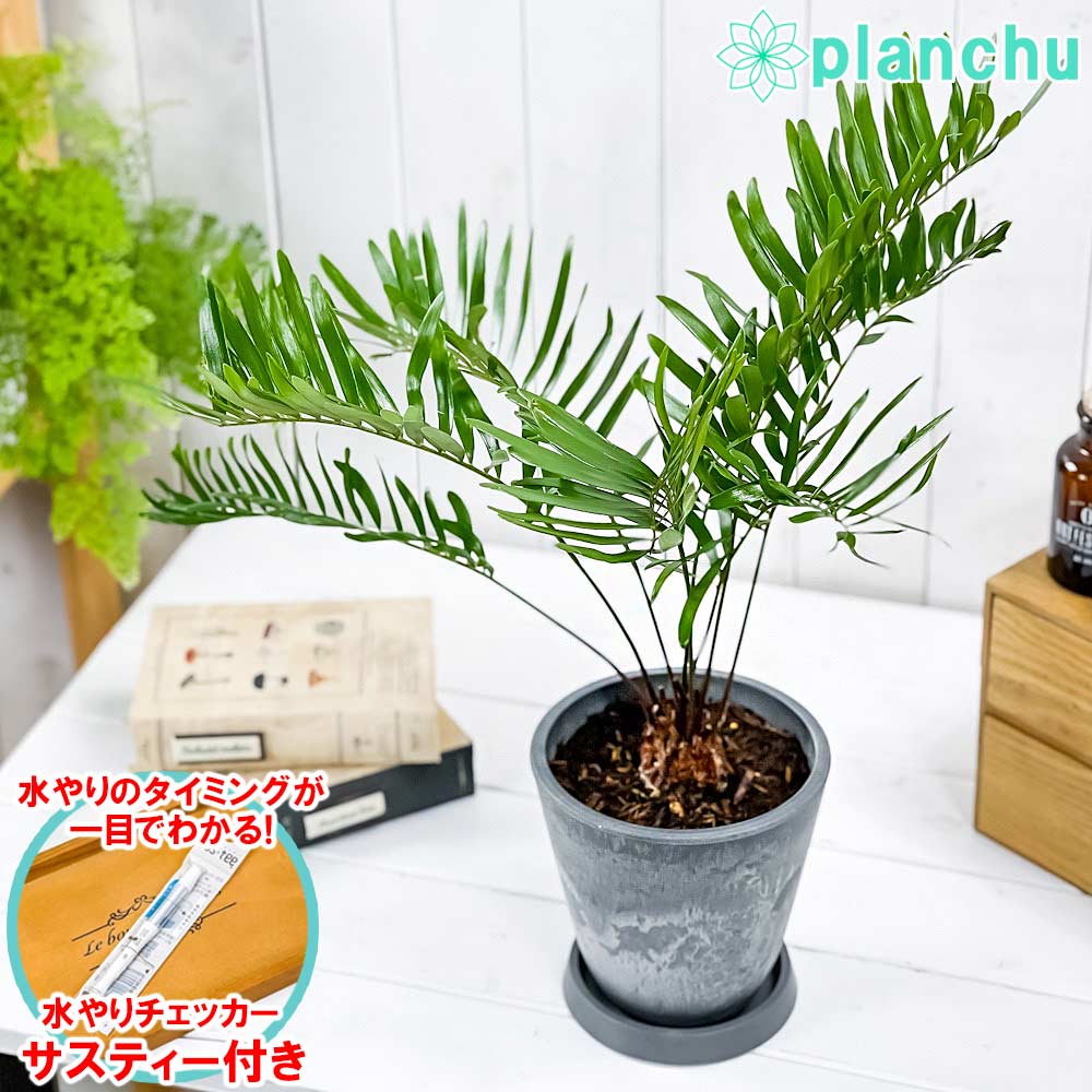 ザミア – 観葉植物専門店プランチュ