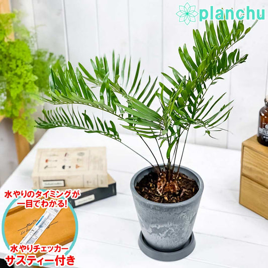 PLANCHU 観葉植物 ザミア フロリダーナ 5号樹脂鉢 ダークグレー サスティー付き 受け皿付き 育て方説明書付き Zamia floridana メキシコソテツ 蘇鉄 生きた化石