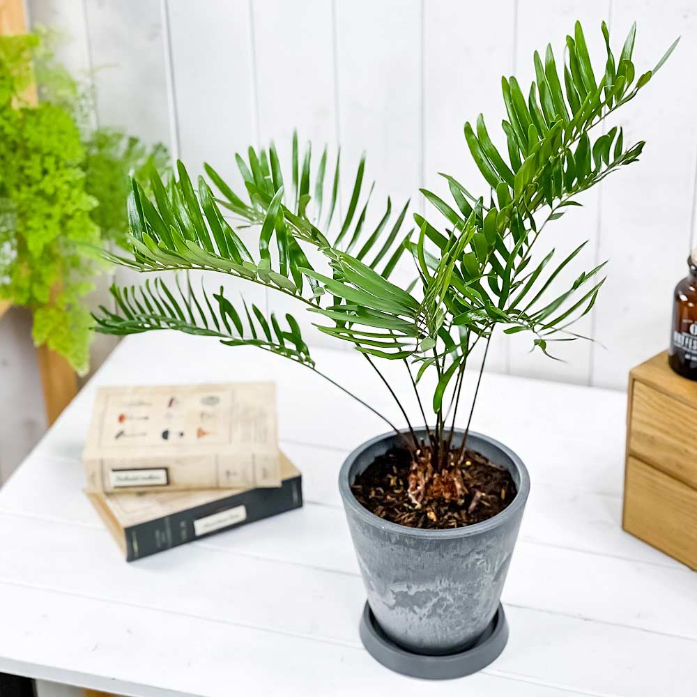 PLANCHU 観葉植物 ザミア フロリダーナ 5号樹脂鉢 ダークグレー