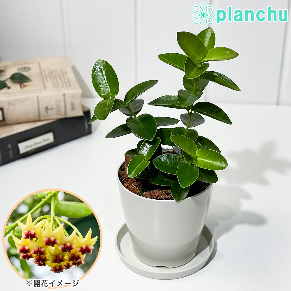 PLANCHU 観葉植物 ホヤ クミンギアナ 3.5号鉢 受け皿付き 育て方説明書付き Hoya cumingiana クミンギアーナ ガガイモ サクララン 桜蘭