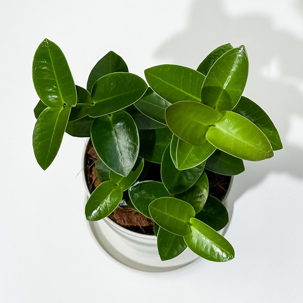 PLANCHU 観葉植物 ホヤ クミンギアナ 3.5号鉢 受け皿付き 育て方説明書付き Hoya cumingiana クミンギアーナ ガガイモ サクララン 桜蘭