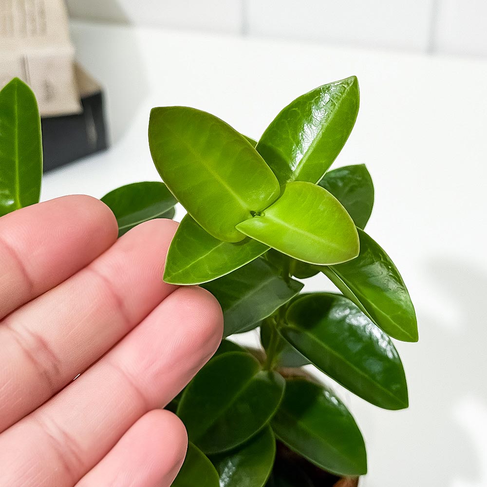 PLANCHU 観葉植物 ホヤ クミンギアナ 3.5号鉢 受け皿付き 育て方説明書付き Hoya cumingiana クミンギアーナ ガガイモ サクララン 桜蘭