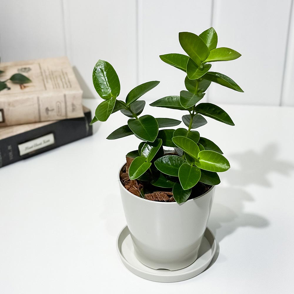 PLANCHU 観葉植物 ホヤ クミンギアナ 3.5号鉢 受け皿付き 育て方説明書付き Hoya cumingiana クミンギアーナ ガガイモ サクララン 桜蘭