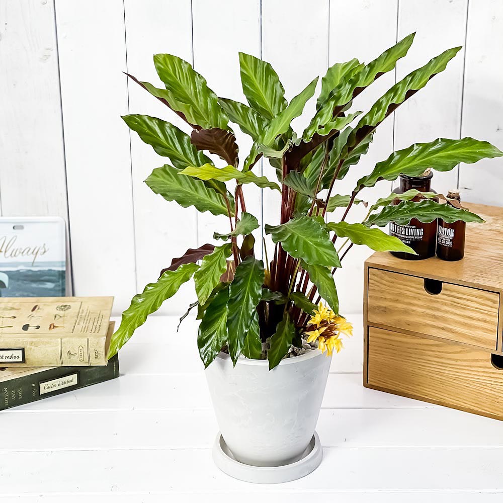 PLANCHU 観葉植物 カラテア ルフィバルバ 5号樹脂鉢 ホワイト サスティー付き 受け皿付き 育て方説明書付き Calathea rufibarba