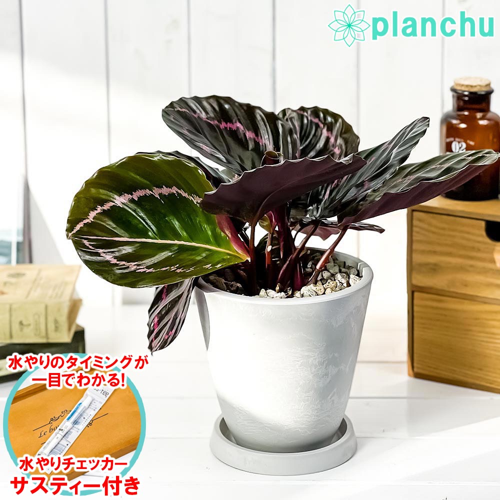 PLANCHU 観葉植物 カラテア ドッティ 5号樹脂鉢 ホワイト サスティー付き 受け皿付き 育て方説明書付き Calathea roseopicta ‘Dottie’