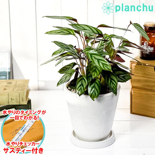 PLANCHU 観葉植物 カラテア セトサ 5号樹脂鉢 ホワイト サスティー付き 受け皿付き 育て方説明書付き Ctenanthe setosa クテナンテ