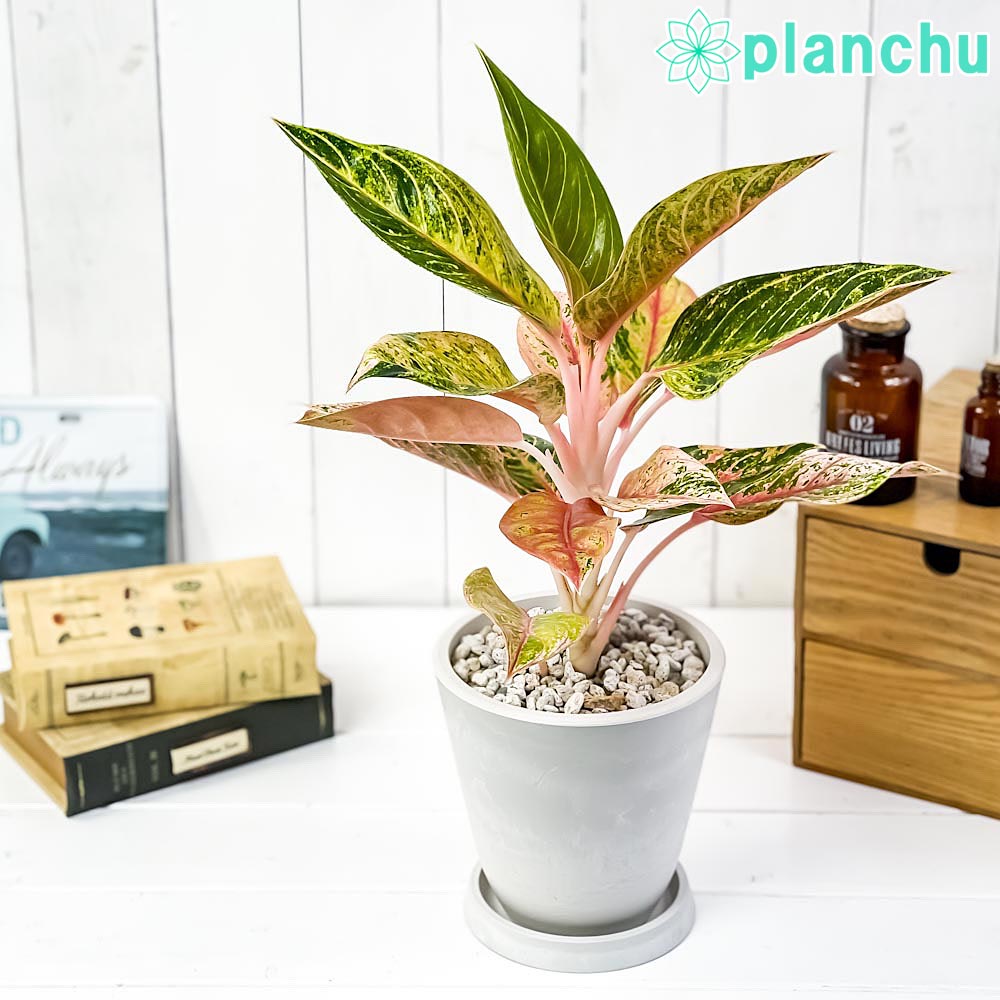 PLANCHU 観葉植物 アグラオネマ ナイトスパーク 5号樹脂鉢 ホワイト サスティー付き 受け皿付き 育て方説明書付き 幸せを招くタイの宝石 アロイド