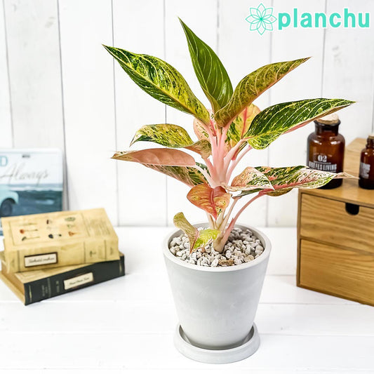 PLANCHU 観葉植物 アグラオネマ ナイトスパーク 5号樹脂鉢 ホワイト サスティー付き 受け皿付き 育て方説明書付き 幸せを招くタイの宝石 アロイド