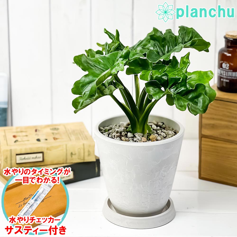 PLANCHU 観葉植物 フィロデンドロン セローム スーパーアトム 5号樹脂鉢 ホワイト サスティー付き 受け皿付き 育て方説明書付き Philodendron selloum cv. アロイド