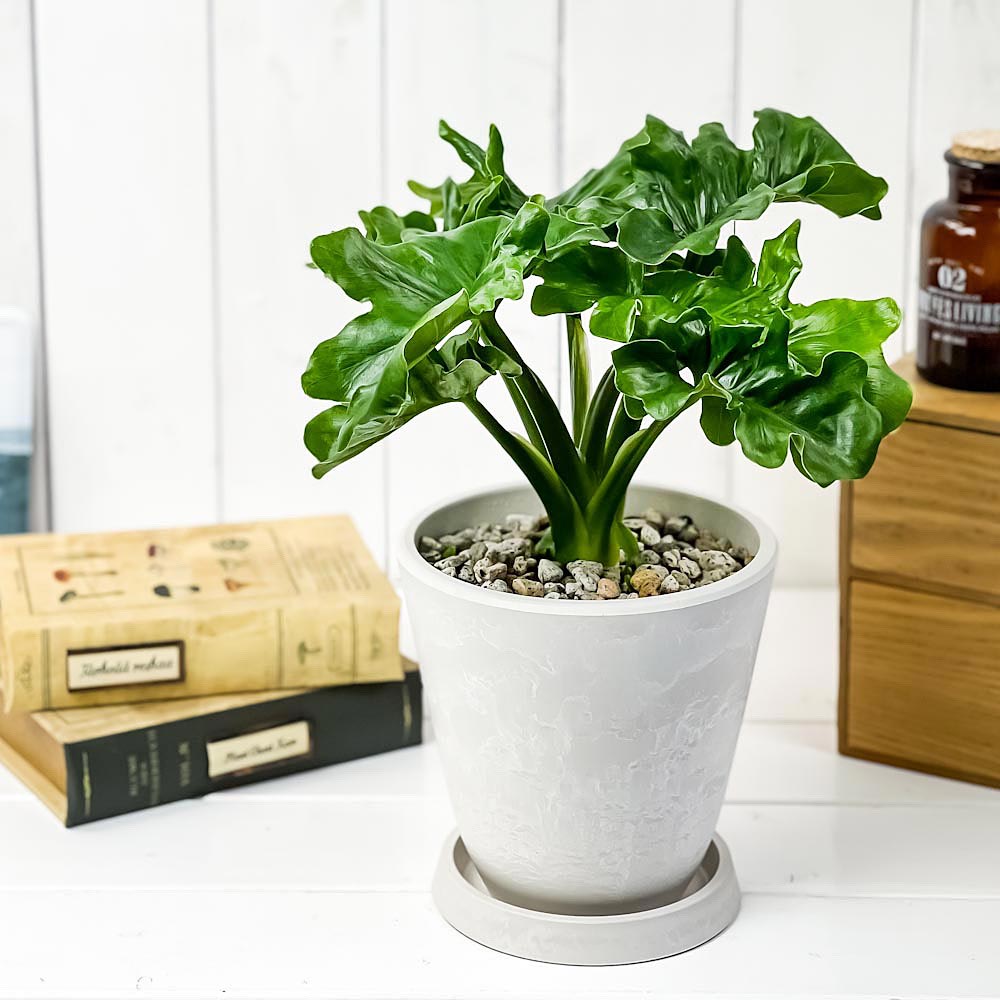 PLANCHU 観葉植物 フィロデンドロン セローム スーパーアトム 5号樹脂鉢 ホワイト サスティー付き 受け皿付き 育て方説明書付き Philodendron selloum cv. アロイド