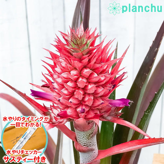 PLANCHU 観葉植物 アナナス サンゴパイン 5号樹脂鉢 ホワイト サスティー付き 受け皿付き 育て方説明書付き Ananas cv. パイナップル 花パイン ブロメリア