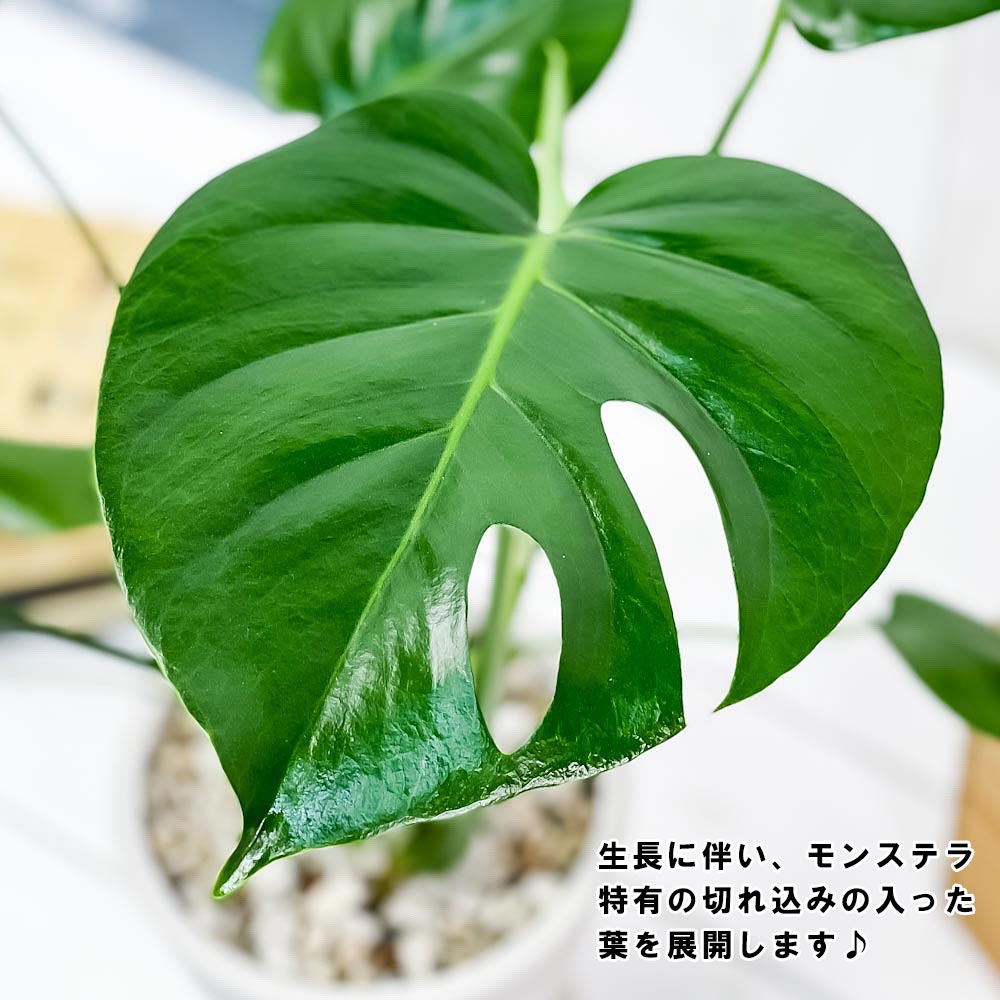 PLANCHU 観葉植物 モンステラ 5号樹脂鉢 ホワイト サスティー付き 受け皿付き 育て方説明書付き Monstera 実生