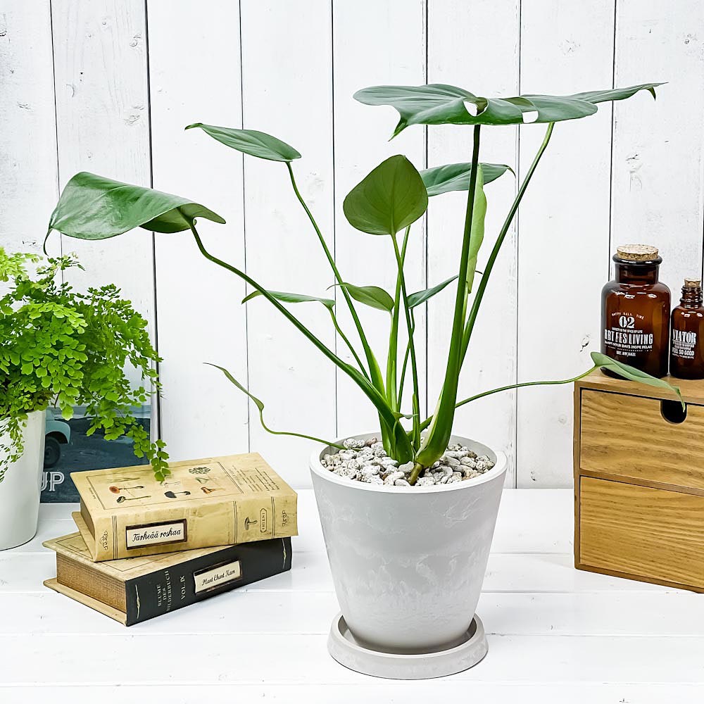 PLANCHU 観葉植物 モンステラ 5号樹脂鉢 ホワイト サスティー付き 受け皿付き 育て方説明書付き Monstera アロイド