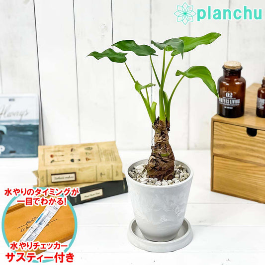 PLANCHU 観葉植物 アロカシア シマクワズイモ 4号樹脂鉢 ホワイト サスティー付き 受け皿付き 育て方説明書付き Alocasia cucullata アロイド